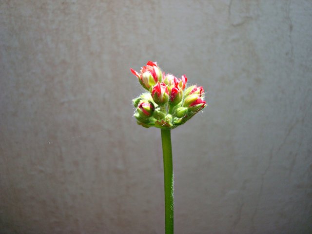 flor a 1.JPG