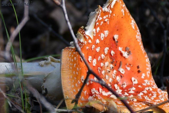 steemlandia2019april19th47mushroom5ia.jpg