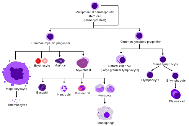 Hematopoiesis_simple.svg.png