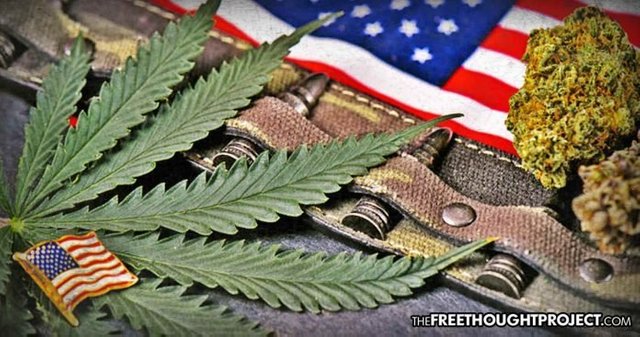 cannabis-vets-696x366.jpg