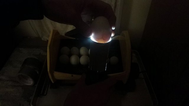 VID_20190206_5116216532781576859.jpg