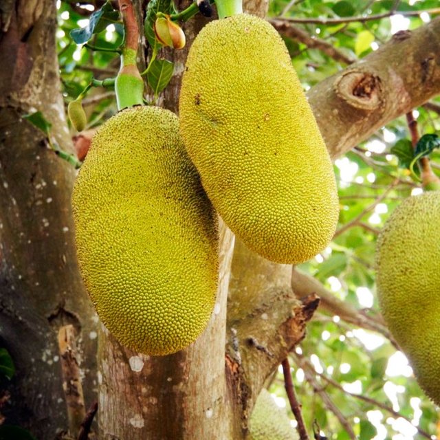 jackfruit-planta.jpg