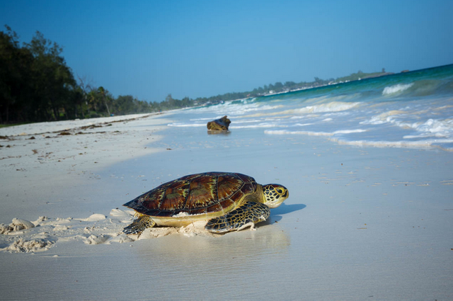 watamu turtles.png