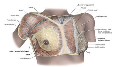 breasst44to043 (1).JPG