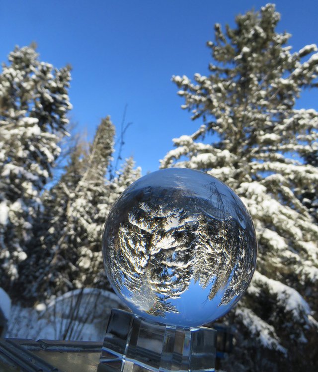 big snowy spruce in yard capture in blue crystal globe on stand.JPG