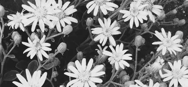 Flower Photography B&W Common Ragwort Many Land May 28 2017.jpg