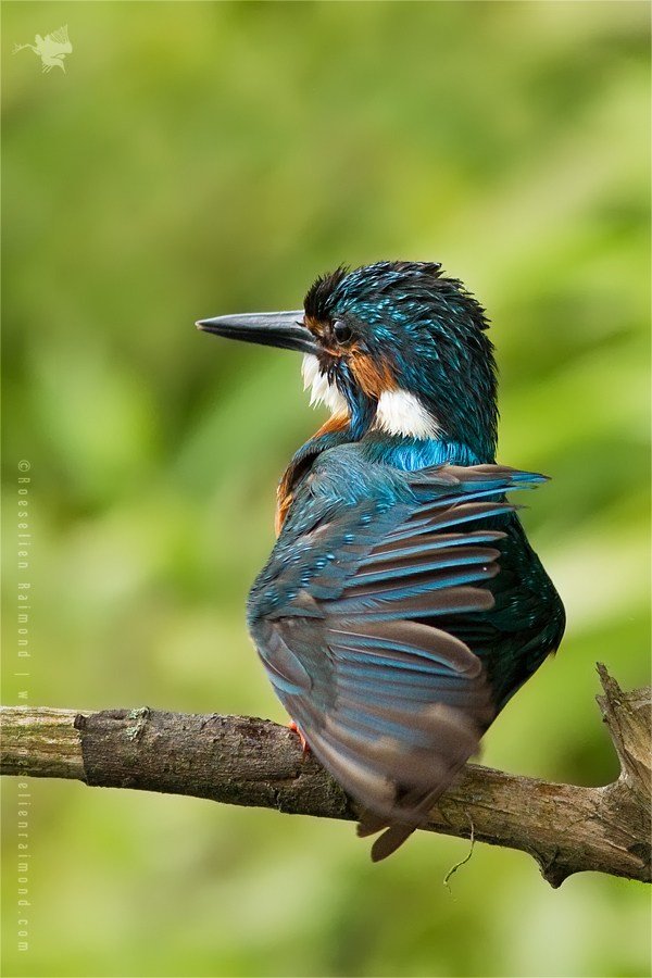 MG_5358_kingfisher_plumage.jpg