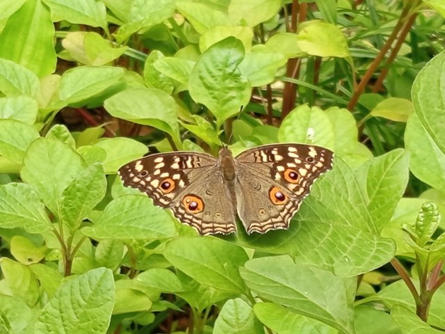 butterfly (2).jpg