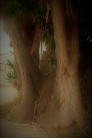 ladyFACE_trees1.jpg