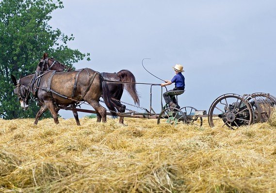 amish.jpg