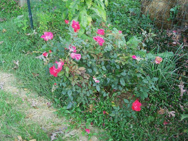 Big rose crop September 2019.jpg