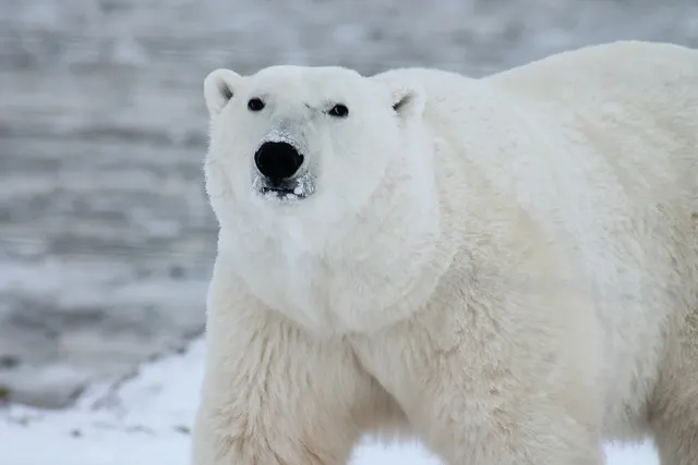 polar-bear-404314_1280.webp
