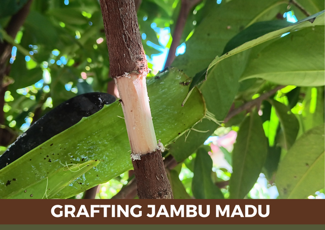 Jambu Madu.png