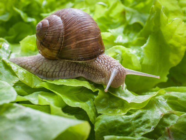 helix-pomatia-burgundy-snail.jpg