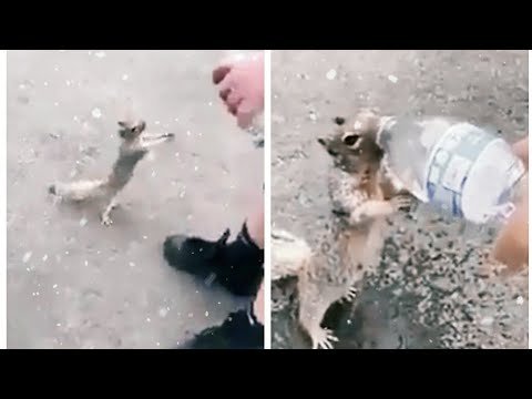 Viral Video Of Thirsty Squirrel Asking For Water Melts Hearts.jpg