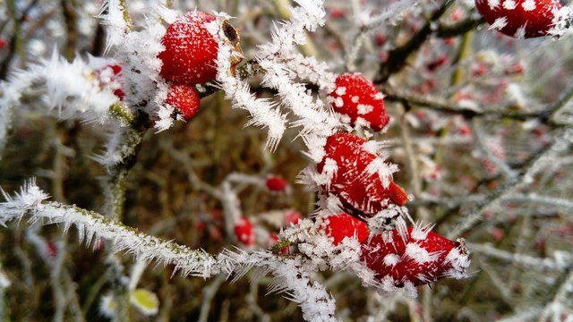frost-3018057_1280.jpg