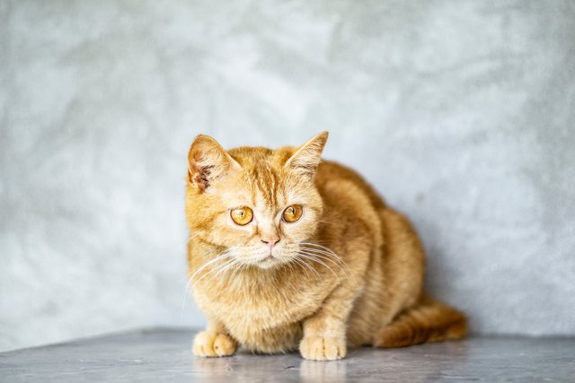 close-up-photo-of-orange-tabby-cat-2698526.jpg