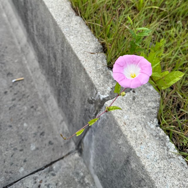 IMG_2036.jpeg
