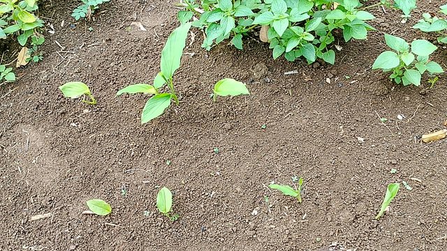 IMG_20251016_162955.jpg