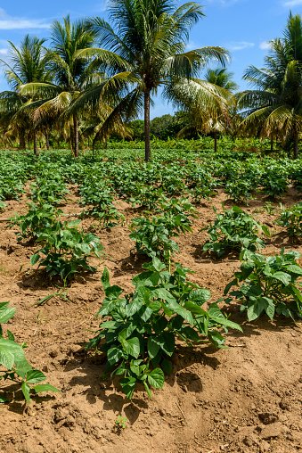 bean-plantation-with-coconut-trees-in-the-background-in-conde-paraíba-brazil-brazilian.jpg