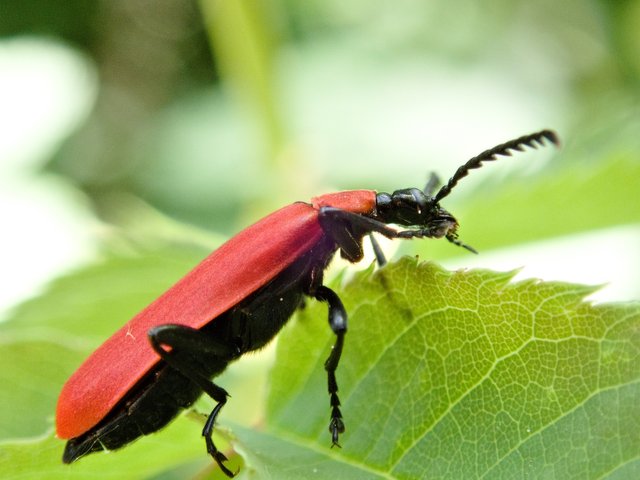 beetle-3422688_1920.jpg