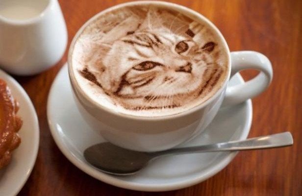 fnd_cat-latte-art.jpg.rend_.snigalleryslide-616x400.jpeg