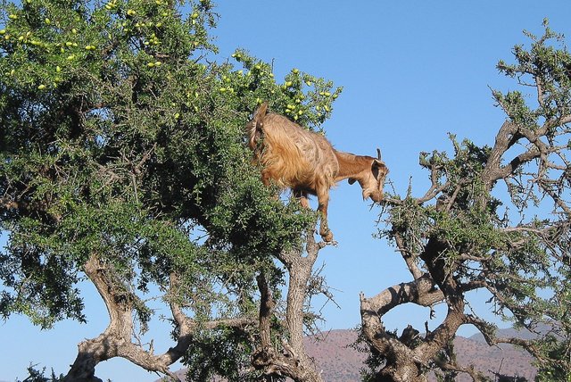 morocco-1327301_1280.jpg