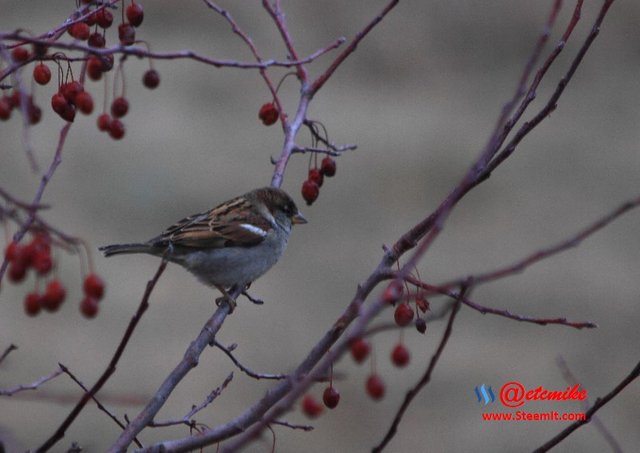 House Sparrow PFW01.jpg