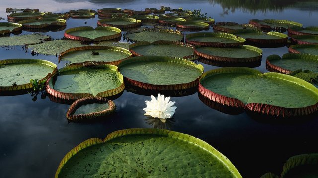 The Pantanal, Brazil 1920x1080.jpg