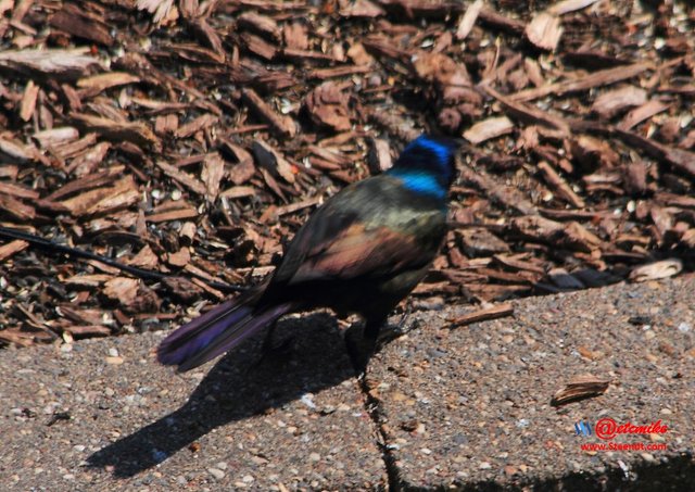 Common Grackle IMG_0095.JPG