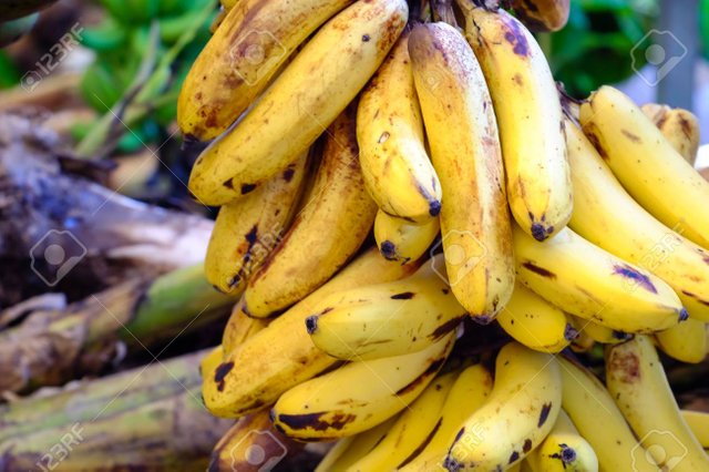88571087-banana-tree-with-bunch-of-growing-ripe-yellow-bananas.jpg