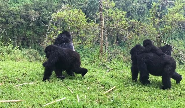 Top 9 reasons for Rwanda gorilla safaris being most accessible.jpg