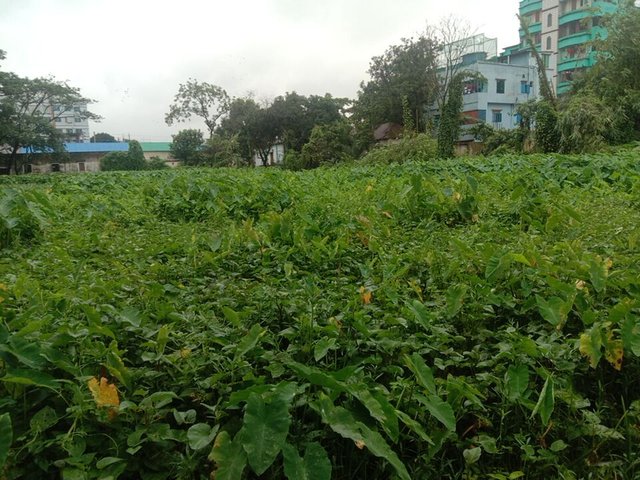IMG_20250709_162132.jpg