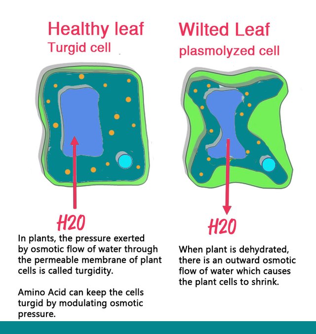 roots plants osmotic pressure.jpg