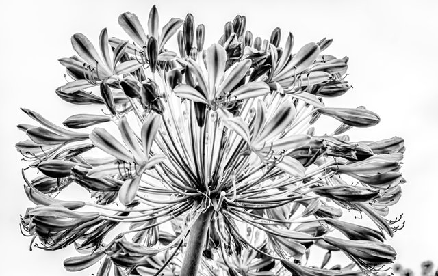flower (19).jpg
