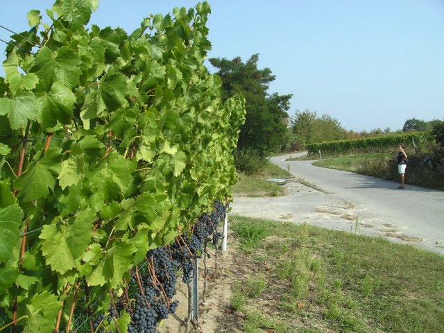 2009 Sylt, Weininsel, Ostern 2010 086.jpg