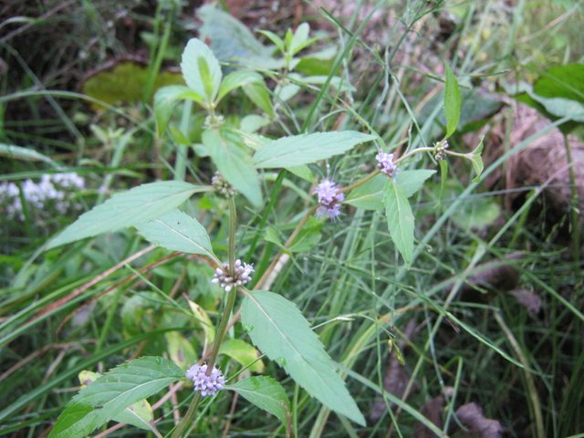 wild mint flowering.JPG