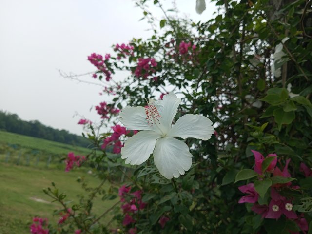 IMG_20250601_115233_086.jpg