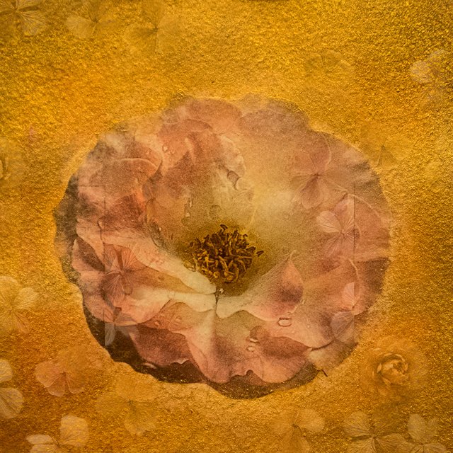 Golden Rose hydrangeas.jpg