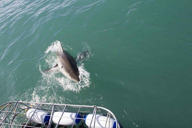 Shark cage diving Gansbaai.jpg