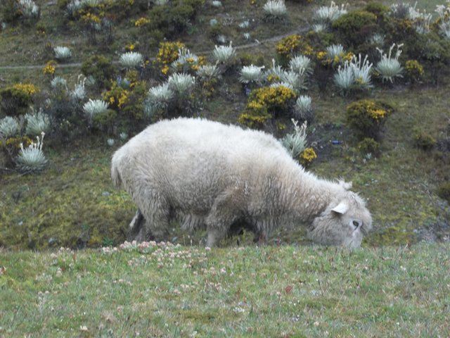 Paramo 2017 150.JPG