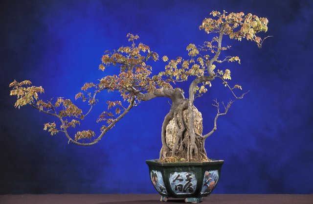bonsai-62862_1280.jpg