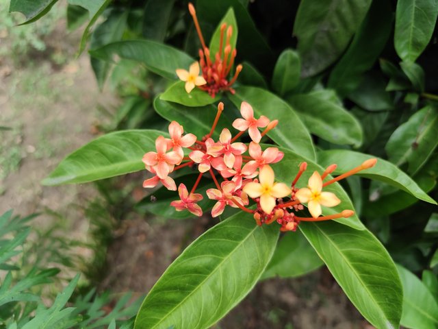 IMG_20250714_173537.jpg