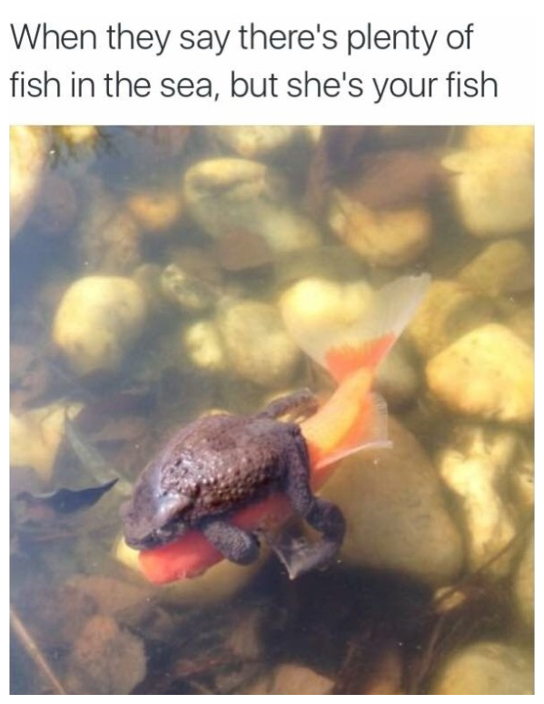 thesignificantfishindapond.png