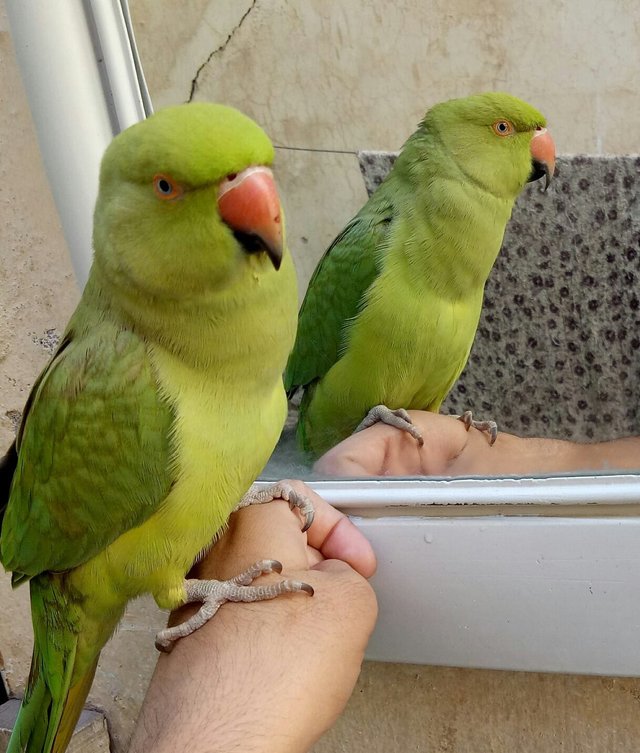 Parrot (2).jpeg