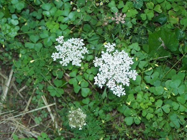 Queen Anne's lace crop September 2019.jpg