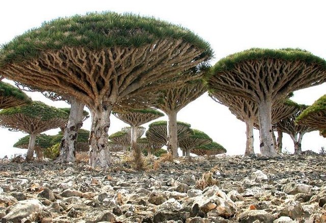 Socotra-Island.jpg