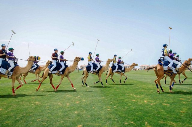 Camel Polo in Dubai.jpg