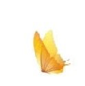 Yellow butterfly.jpg