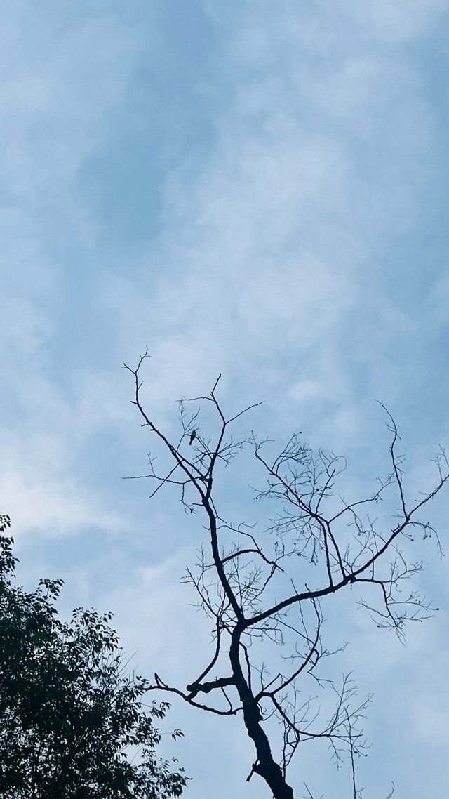 IMG_9367.jpeg